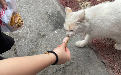 网友:为何周边都是流浪猫,却很少看见流浪狗?