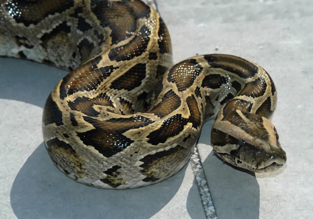 缅甸蟒身份信息