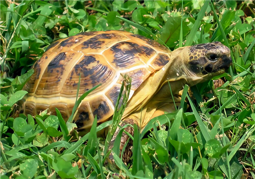 四爪陆龟身份信息