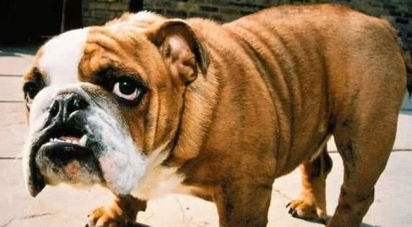 美国一斗牛犬打架后,怒气未消,转头就将主人家未满月的婴儿咬死