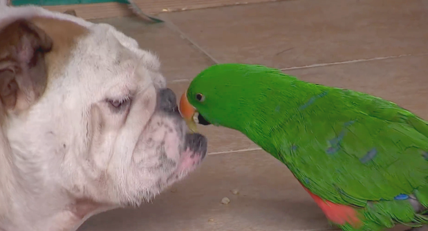 小鹦鹉每天吐物品给小狗吃，小狗照单全收，年胖24斤愁坏主人家