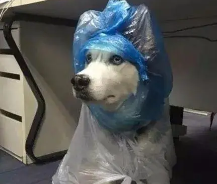网友给哈士奇穿上自制雨衣,下一秒二哈怀疑狗生了,笑喷!