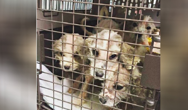 六只幼犬被遗弃在草丛 因为超多人帮助让它们获得幸福狗生