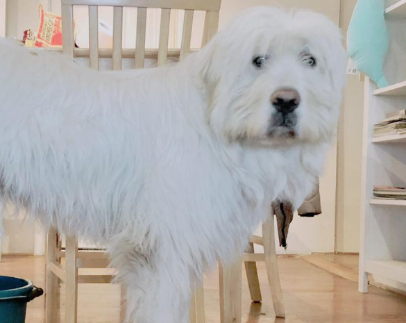大白熊犬窗边呆站30分钟不敢动,原来它被智能家电胁持