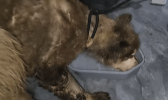 主人拿不出500块钱,身处宠物店的阿拉斯加犬活得还不如一条流浪狗