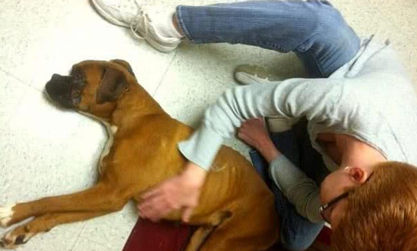 因病仅剩三个月寿命的拳师犬,解救3000条生命