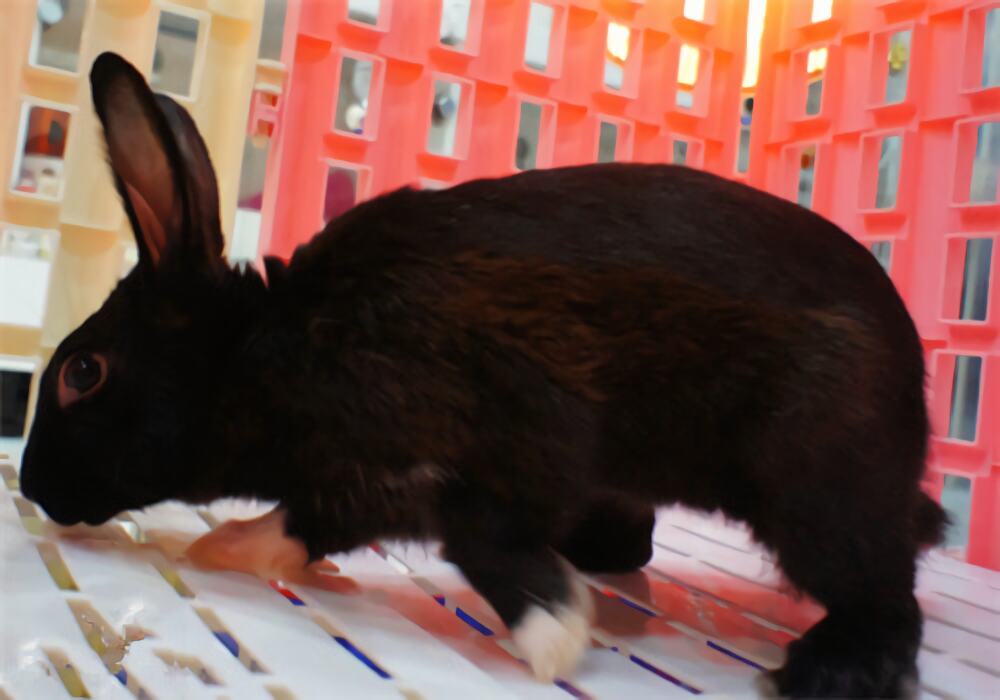 哈瓦那兔身份信息