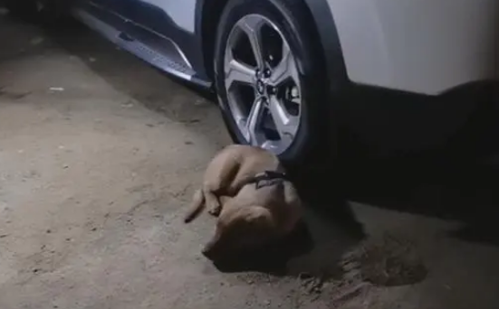 小主人车上睡觉,小金毛死守车旁不愿离开,狗狗:主人,快去快回