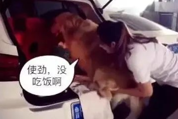 狗狗非让女主角抱才肯上车,主人急得一巴掌拍它臀部!