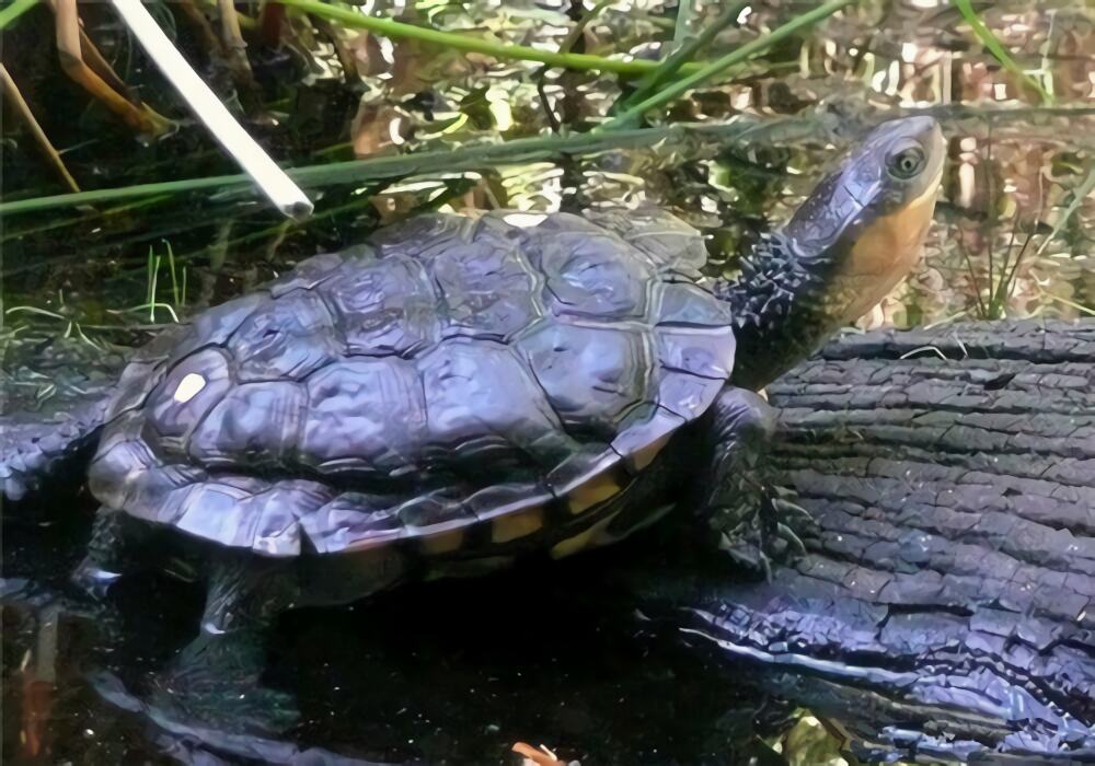 澳洲短颈龟身份信息