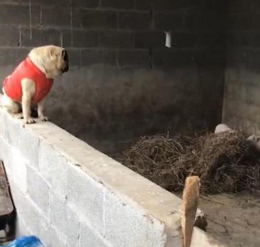 狗狗回农村帮忙看猪圈,随便的座姿,让两头猪极度恐慌