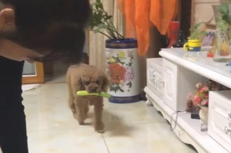 小泰迪发觉主人家收拾行李,叼着玩具也走回来,狗:能否带我一起走