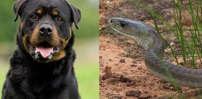 宠物犬对着沙发吠叫,还不让主人靠近,原来竟藏着一条黑曼巴毒蛇