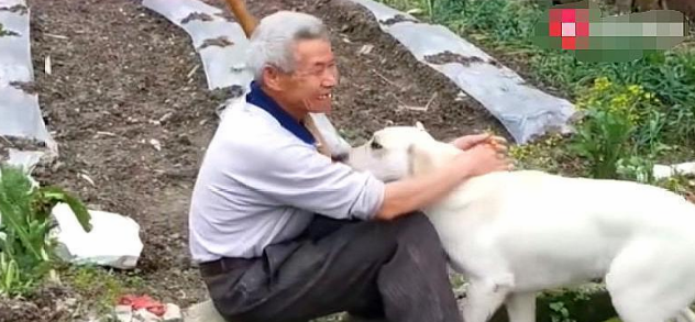 一只在农村长大的宠物狗,每天放牛到点就回家,大爷对它爱不释手