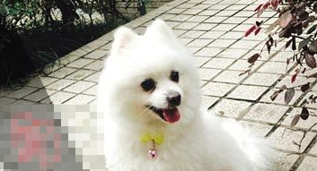 2岁博美犬走丢 婆婆非常伤心愿意现金酬谢归还者