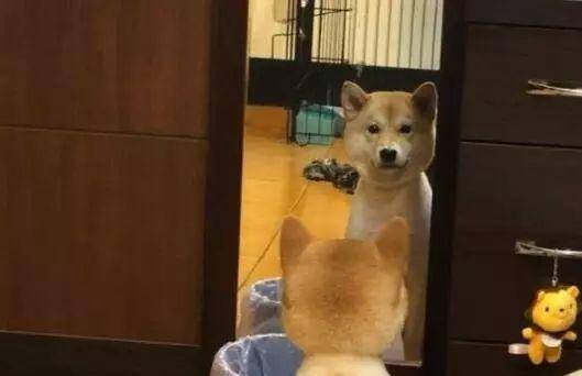 柴犬剃完毛对着镜子冷静了很久,已经跟它道歉了,但它还是倔强的不理人