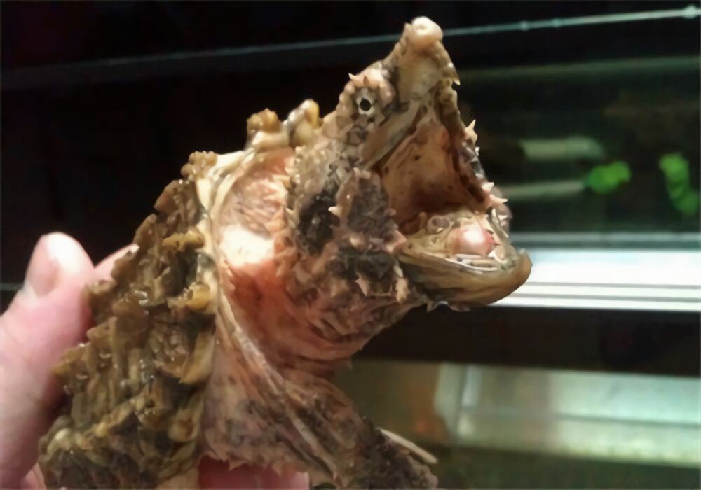 大鳄龟身份信息