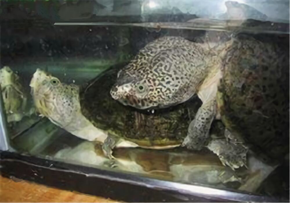 巨头麝香龟身份信息