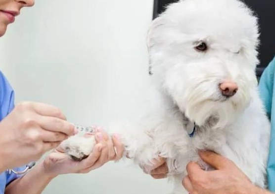 养犬新规实行,不文明养,不仅缺德还违法!