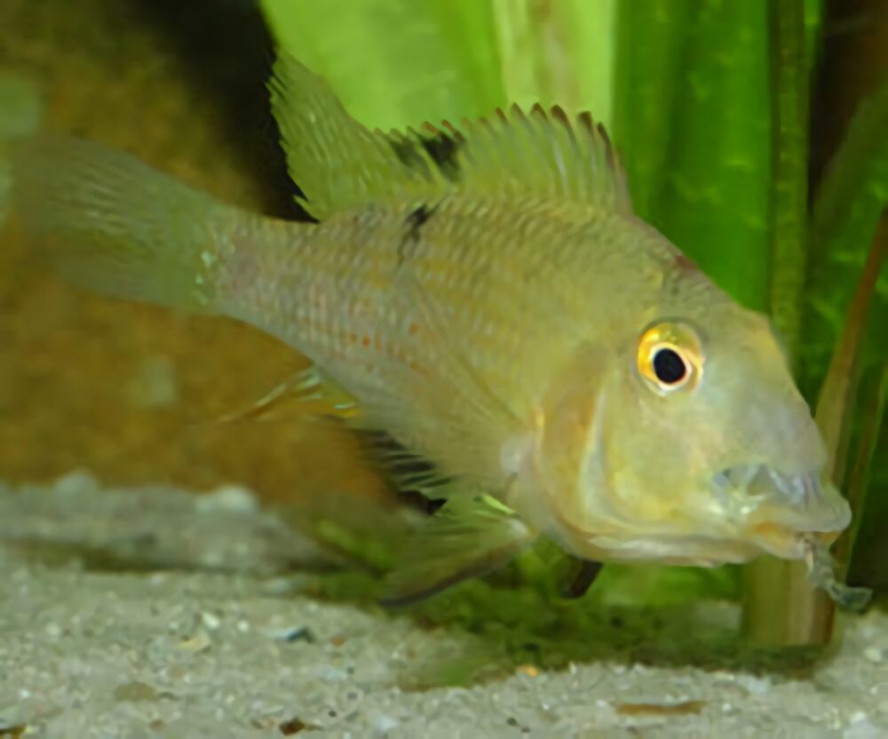 牛头鲷身份信息