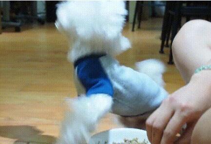 可爱小狗目露凶光：马尔济斯犬疯狂护食，连续咬人几十下后被制服