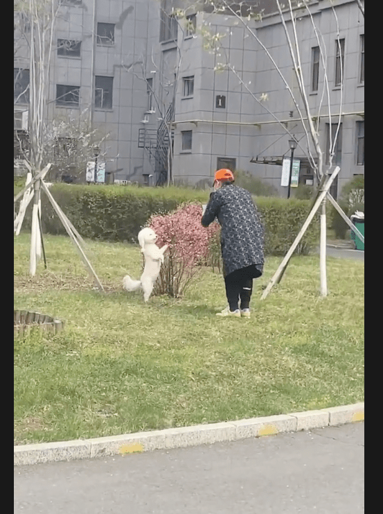 妈妈带上狗狗外出散散步，让它来到花边上拍照，浓浓乡土味呀！