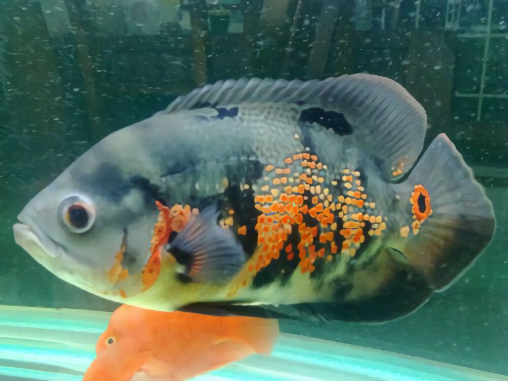 地图鱼身份信息