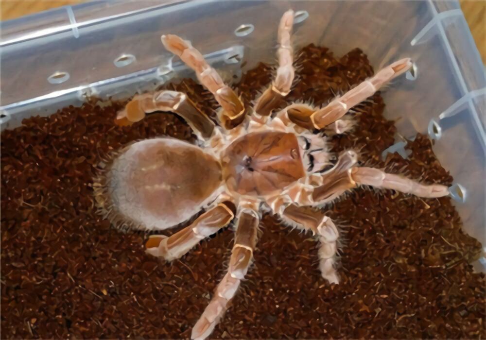 铁锈红巴布身份信息