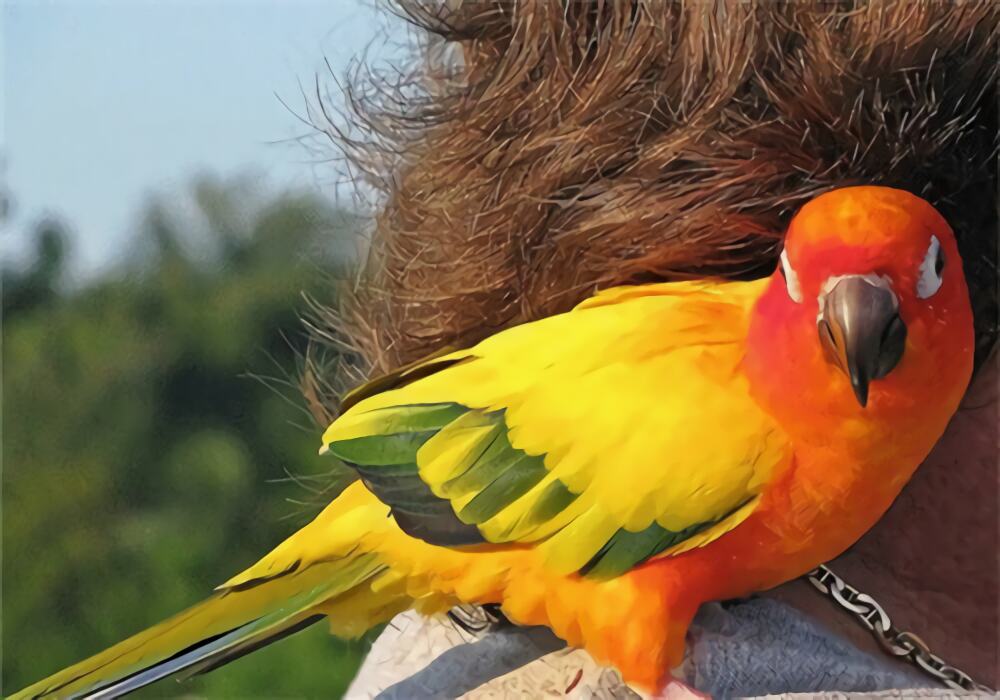 珍达锥尾鹦鹉身份信息