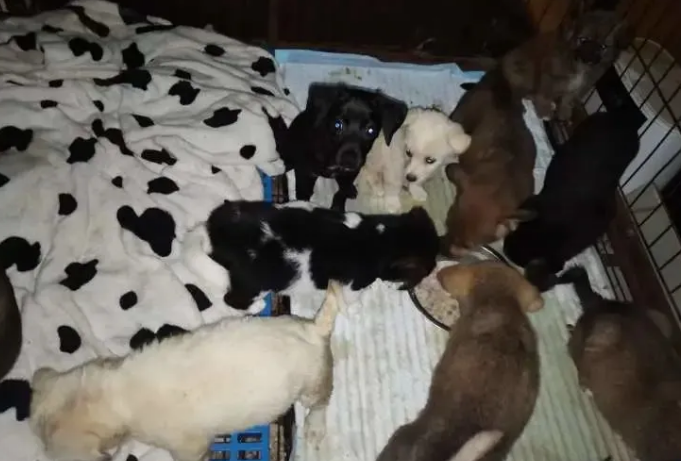 上百只宠物猫狗被遗弃街头的背后,谁在买、卖、运输?