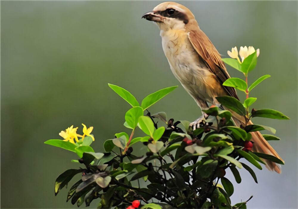 红尾伯劳身份信息