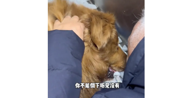 网红狗“金子”生病离世,主人把它的亲生弟弟接回家,看哭千万网友…