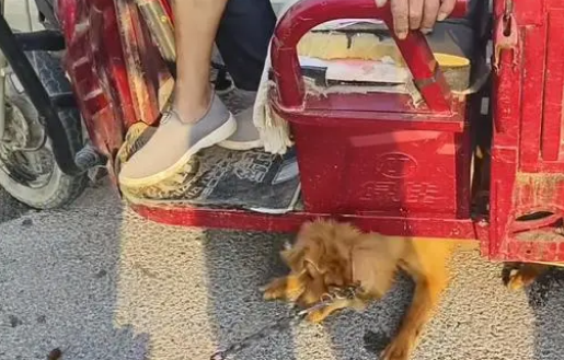 面对350块，狗主亲自把躲进车底的小狗拽出，狗贩：听人劝吃饱饭