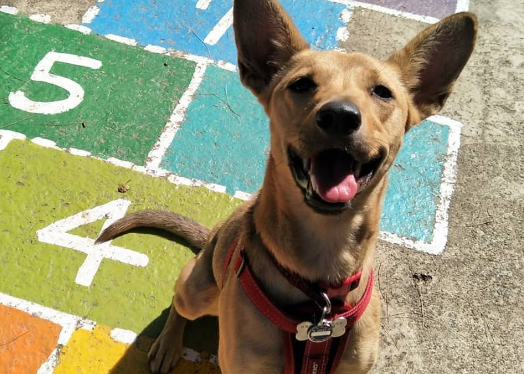 唐狗突然冲入全家福镜头，顿时爱犬成最大亮点