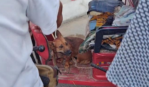 140块,满是惶恐的看家犬上狗肉车,狗贩直言:十块钱我都不喂它