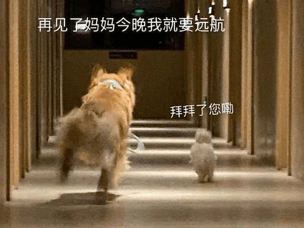 主人墨迹迟迟不出门,两只狗狗转身就飞奔起来:再见,我要去远航