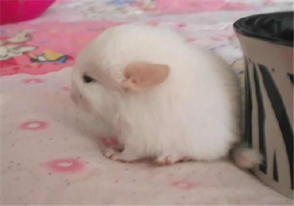 粉白龙猫身份信息