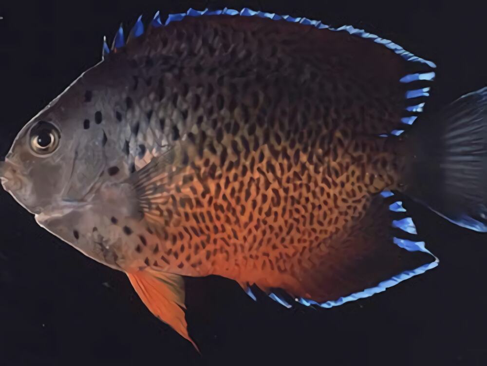 红闪电鱼身份信息