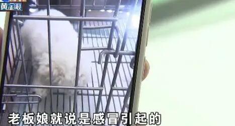 “感冒”查出得犬瘟,姑娘在意“时间点”