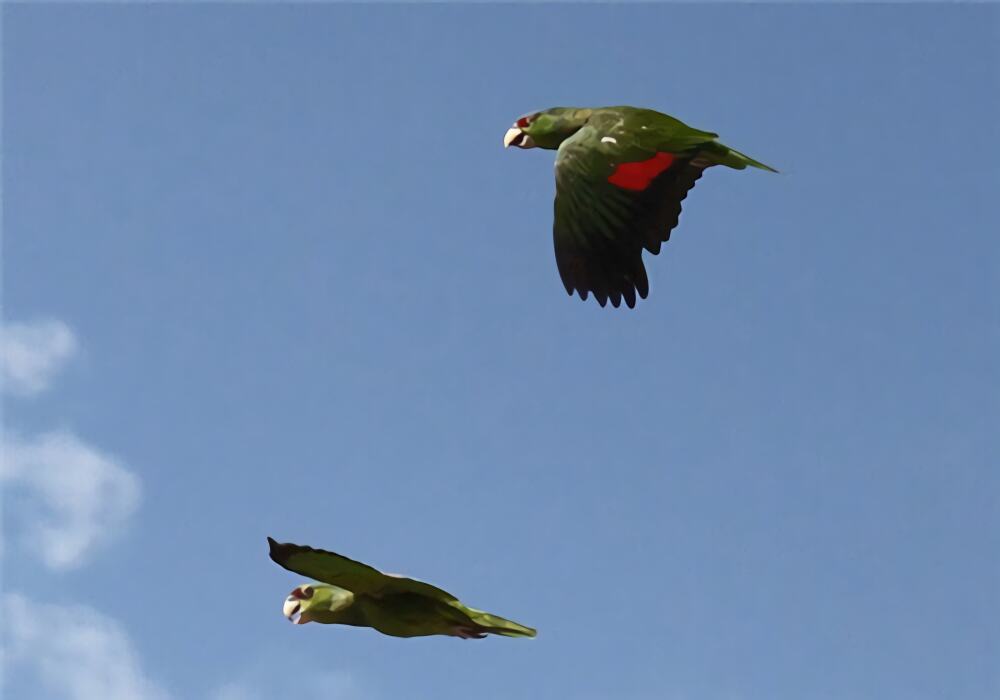 紫冠亚马逊鹦鹉身份信息