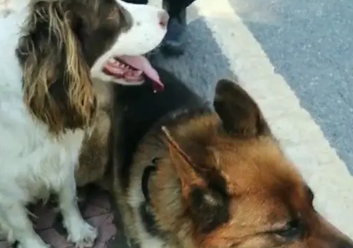 86岁老人山中走失3天,搜救犬立大功