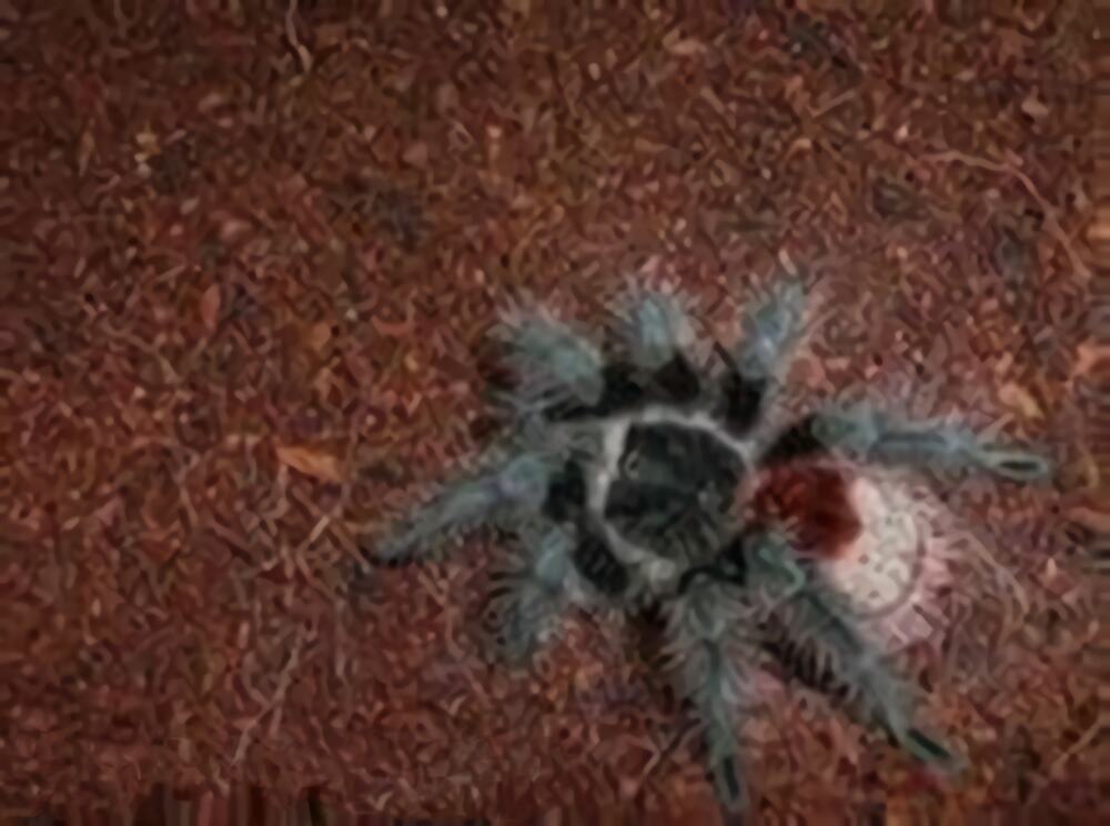 巴西红尾身份信息