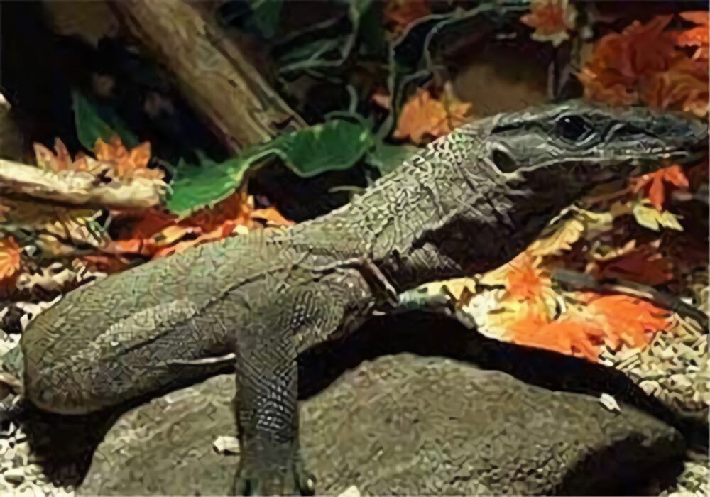 粗脖巨蜥身份信息