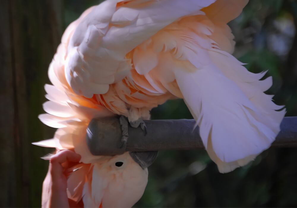 摩鹿加凤头鹦鹉身份信息