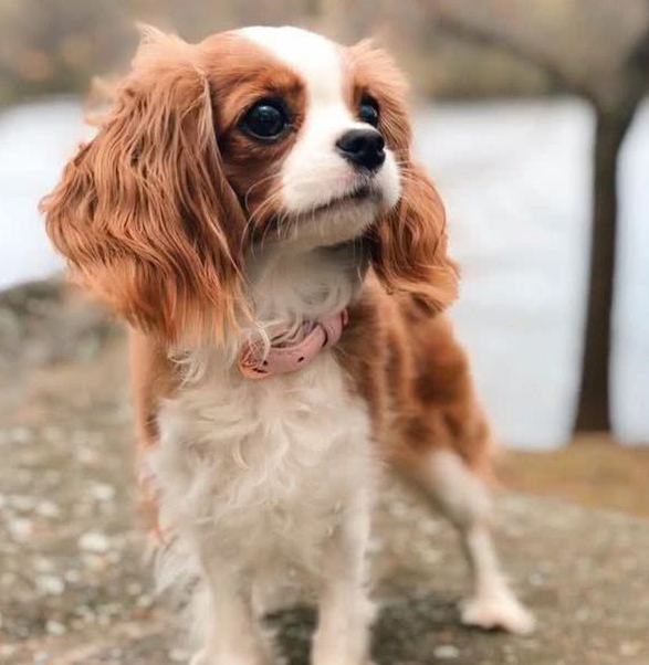 超迷你小猎犬拥有水汪汪大眼逆龄童颜让网友全融化