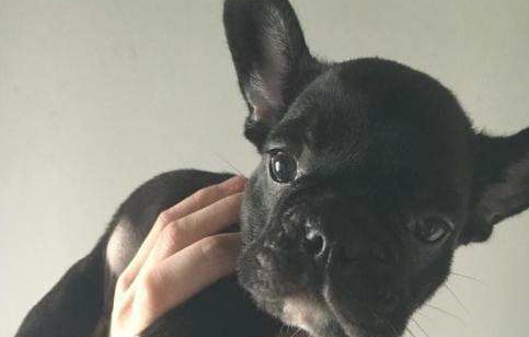 捡到一只难看的流浪犬,想不到是名犬,网友:赚变大!