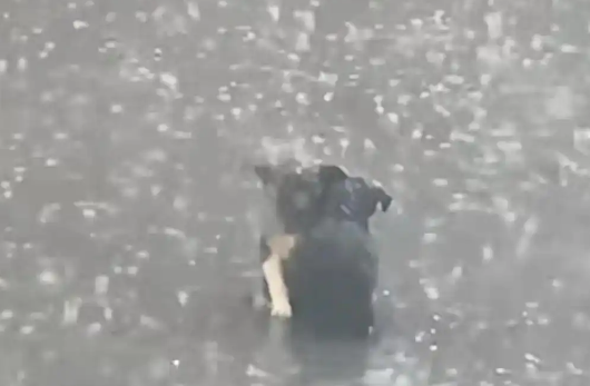 流浪狗暴雨中相拥终获救,好心人伸出援手给予新家