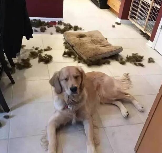 主人为了惩罚犯错的金毛犬,将其送到了农村,再见到已经不敢认