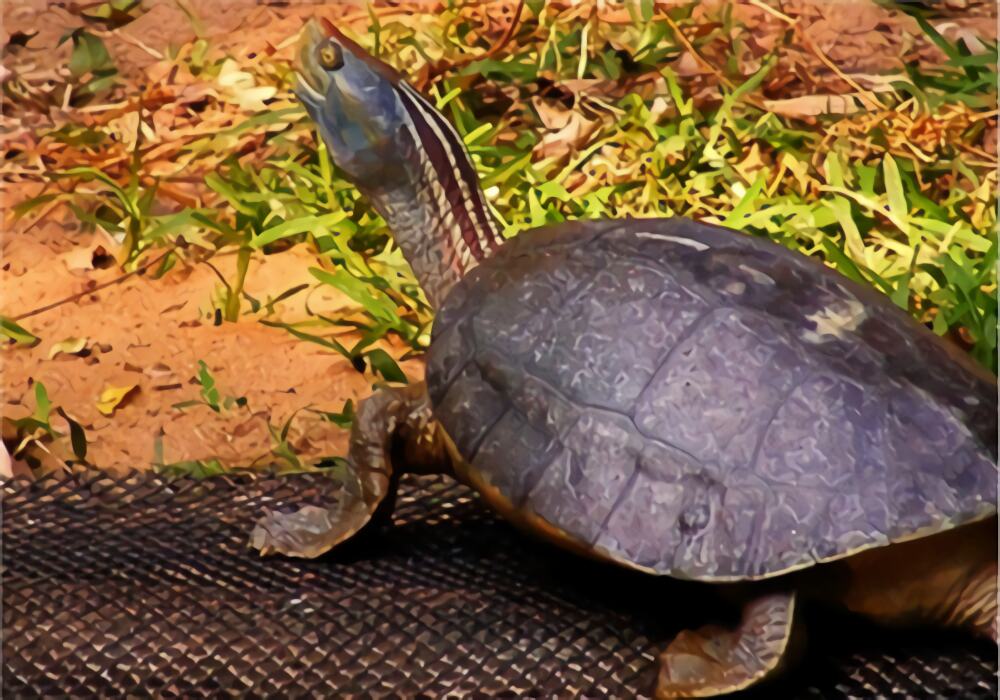 红冠棱背龟身份信息