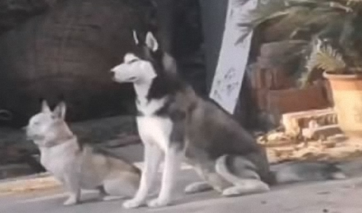 自打我们家二哈返乡下了,老家的土狗就异常了,这也是给带歪了?